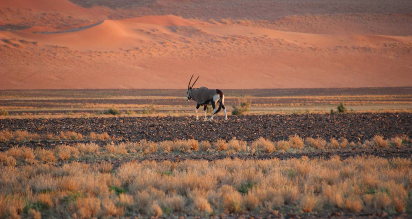 Sossusvlei Safari Tour
