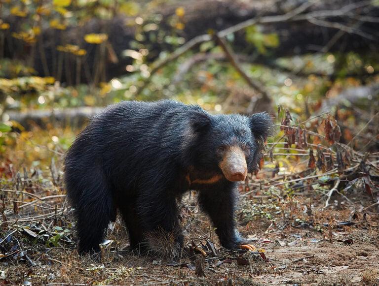 Sri Lanka: Wildlife Adventure