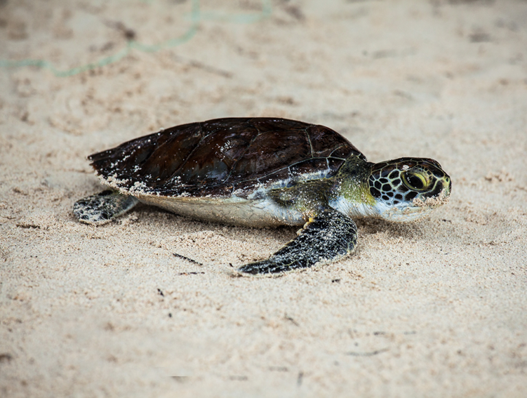 Panama: Wildlife, Waves, and Wilderness