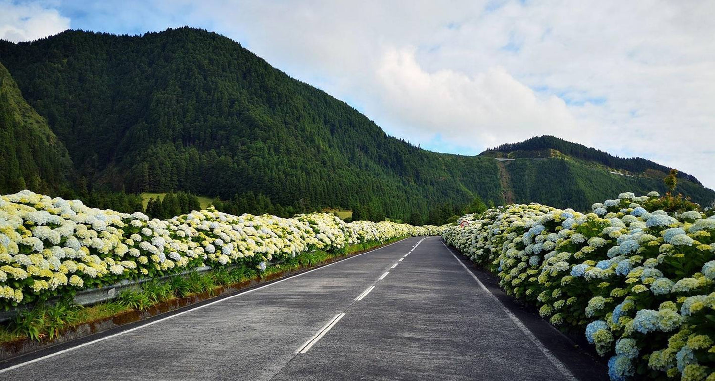Best of the Azores: 7 days in São Miguel