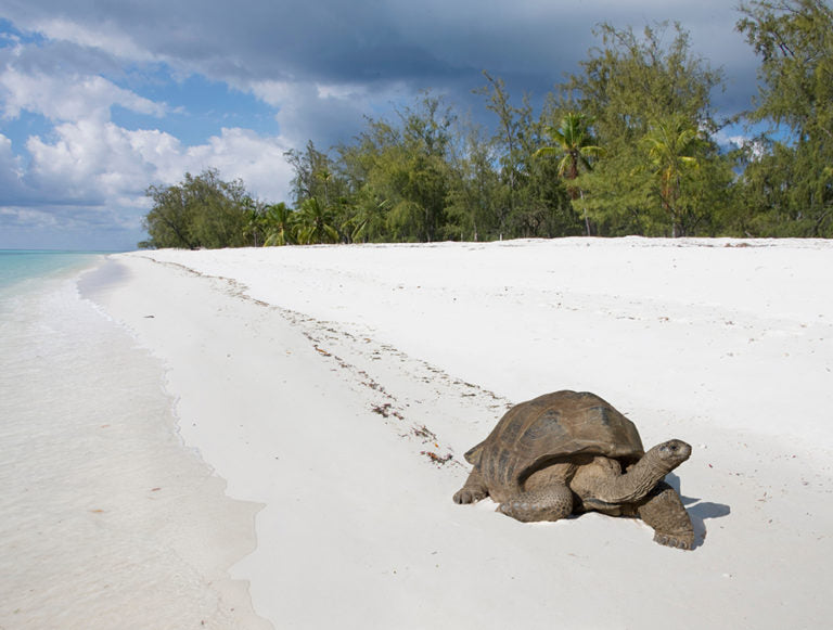 Seychelles: Conservation Honeymoon