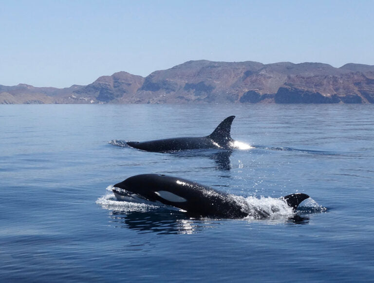 Baja: Whale Watching Eco-Adventure in San Ignacio
