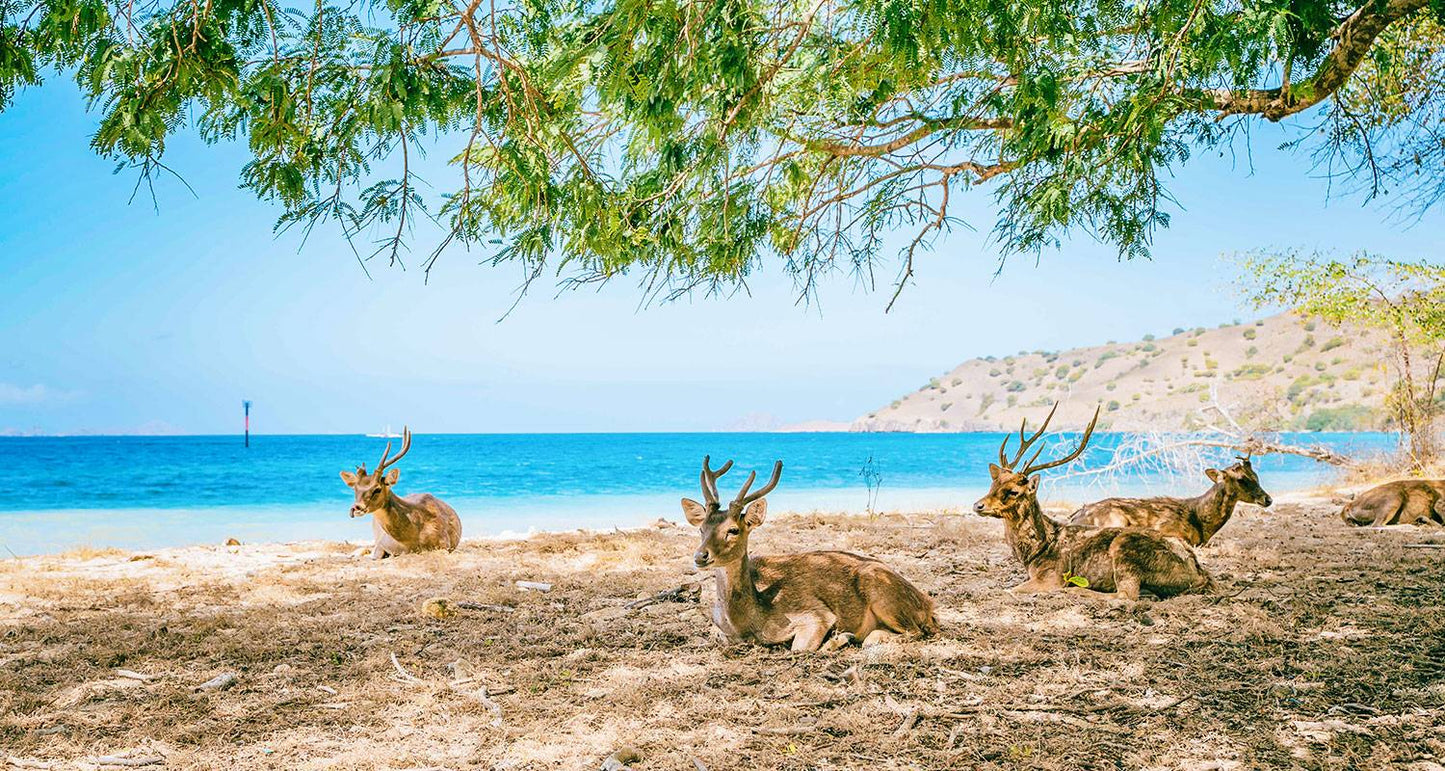 Customized Family Vacations in Indonesia