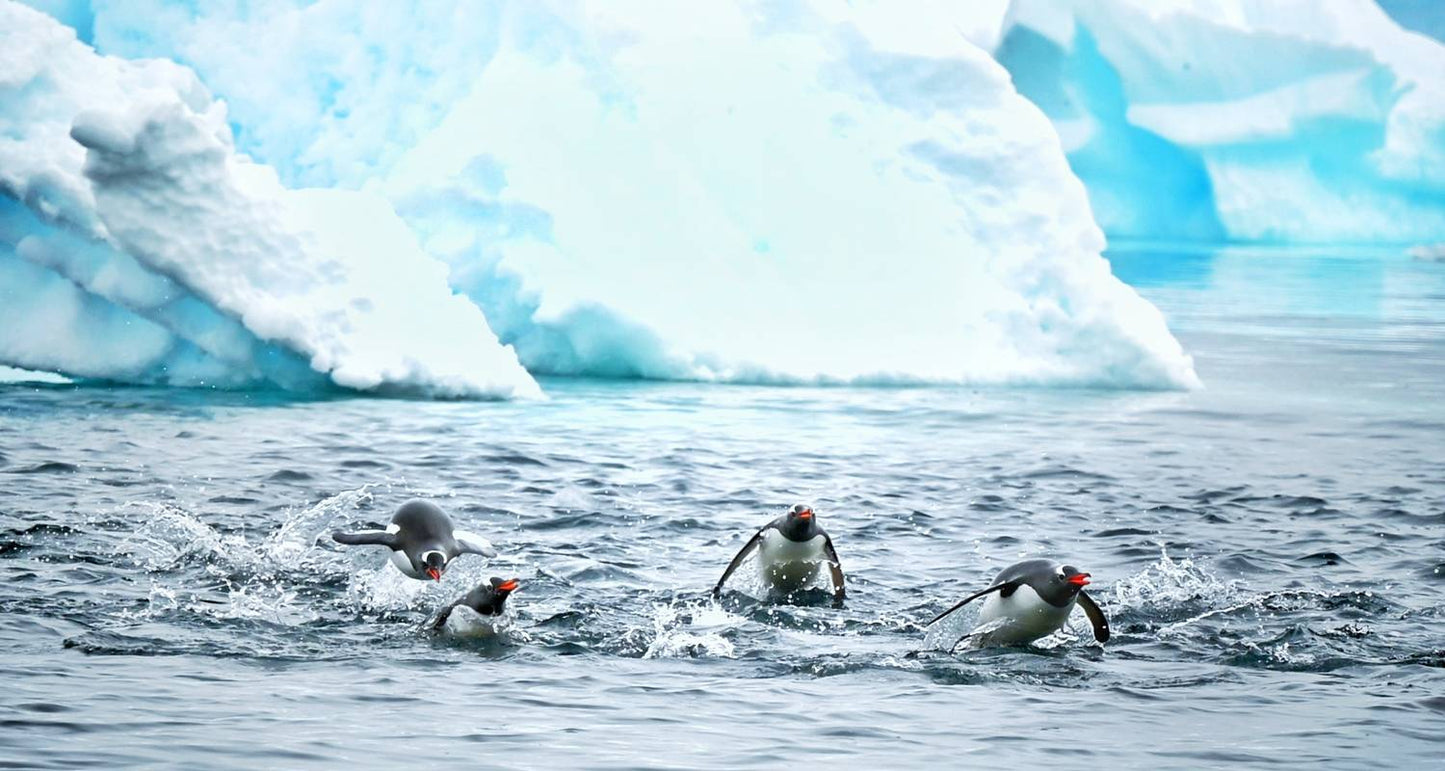 Antarctica Classic