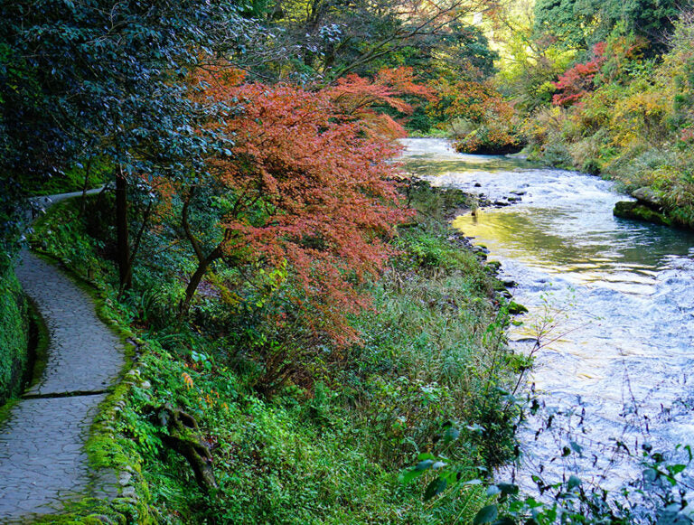 Japan: Wellness Immersion