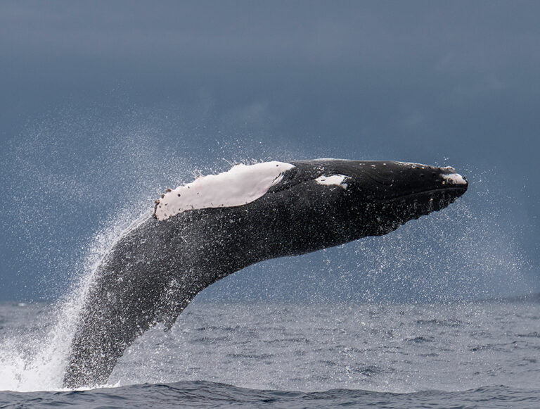 Azores: The Allure of the Archipelago