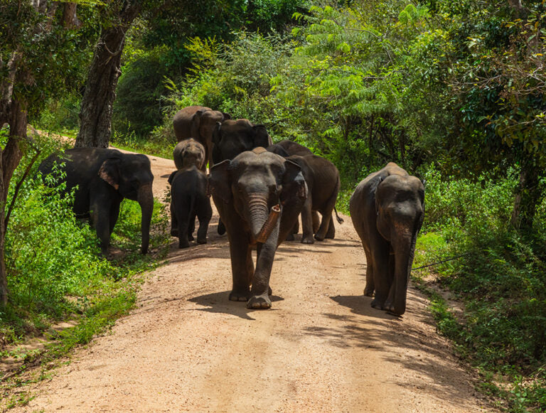 Sri Lanka: Wildlife Adventure