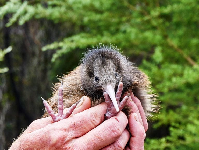 New Zealand: Walking and Wild Luxury