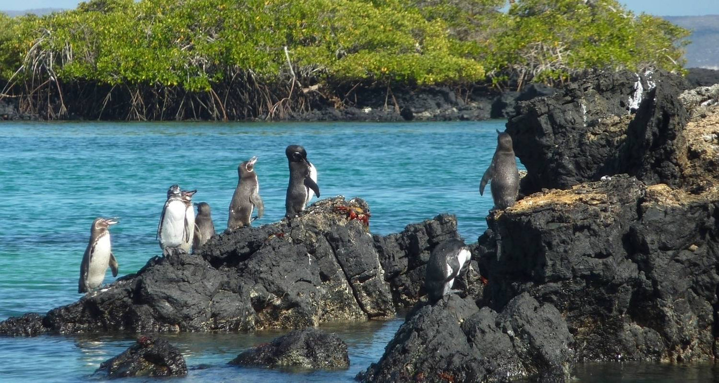 Best of Galapagos