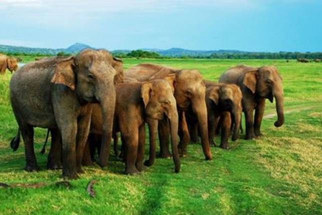 Discover Sri Lanka