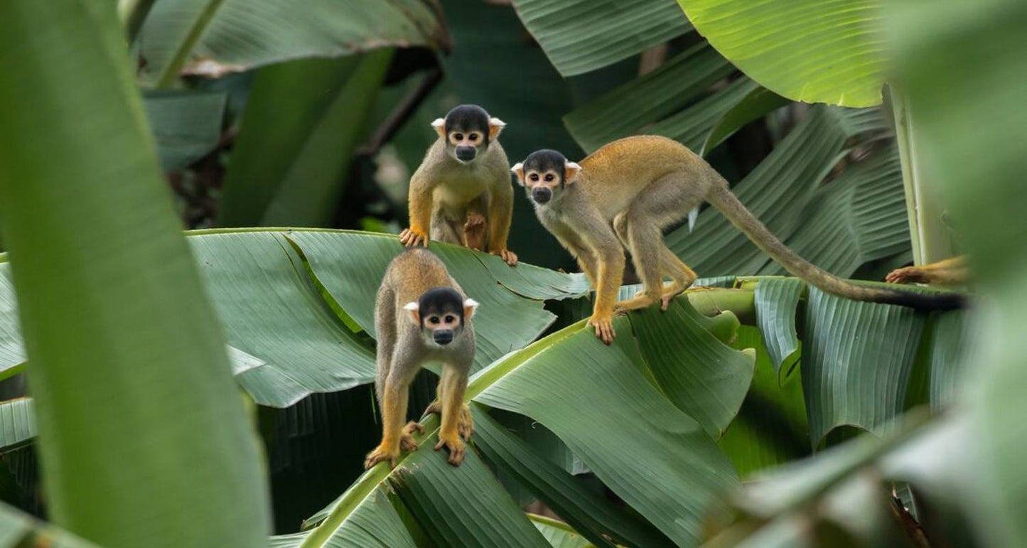 Journey to Peru