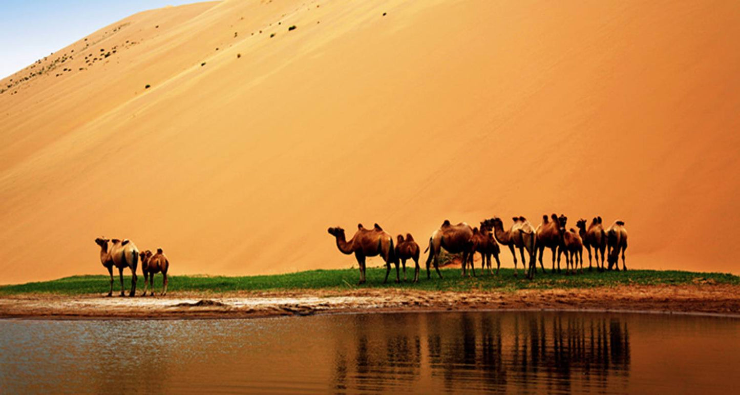 Lanzhou to Dunhuang Small Group Tour 8D: Deep into Badain Jarhan Desert