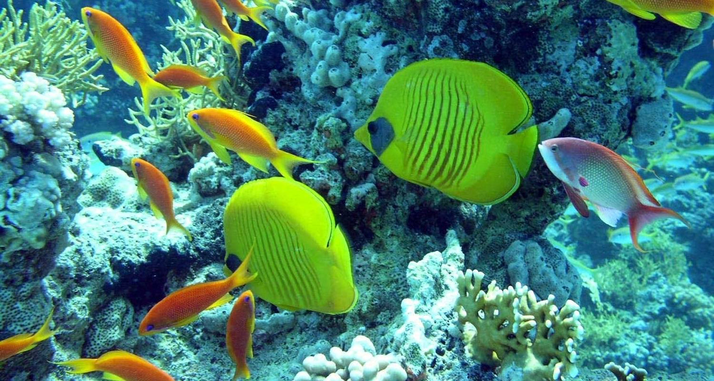 Five-Night Honeymoon Getaway in Sharm El Sheikh, Egypt's Red Sea