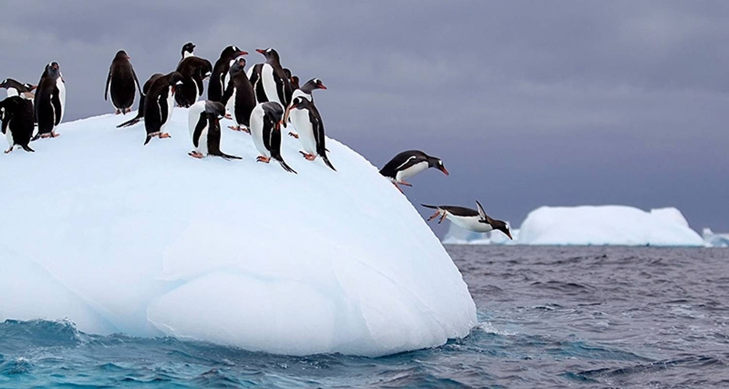Antarctic Explorer via Buenos Aires, Operated by Quark