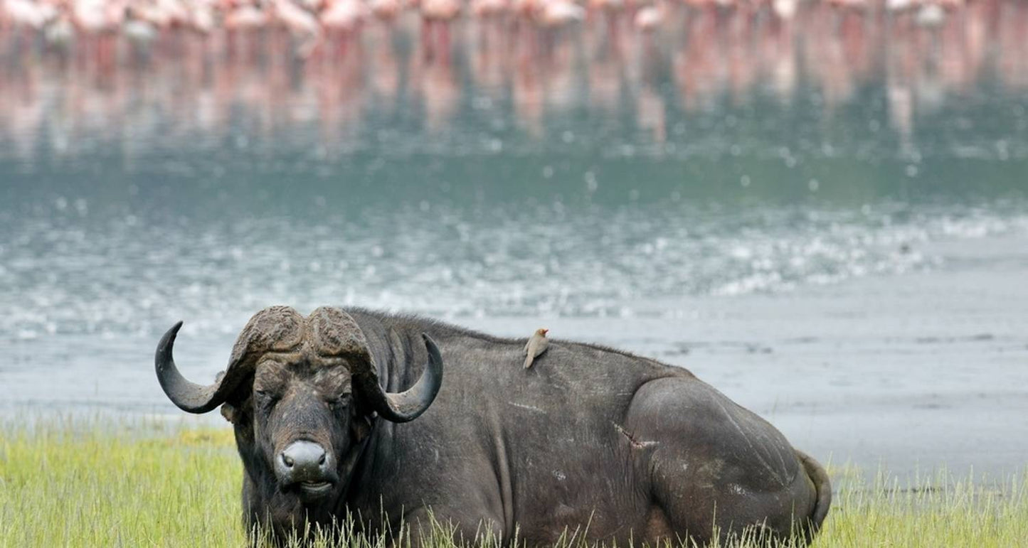 Kenya's Wilderness: A 7-Day Safari Adventure