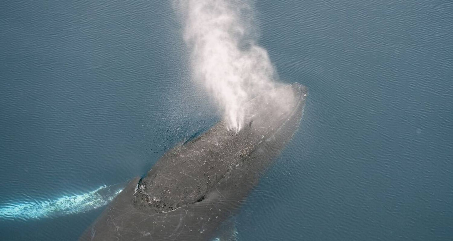 Best of Antarctica: Whale Journey (12 destinations)