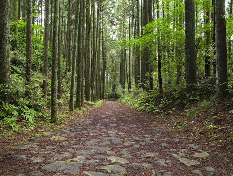 Japan: Sakura Honeymoon