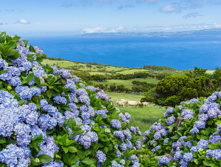 Azores: The Allure of the Archipelago