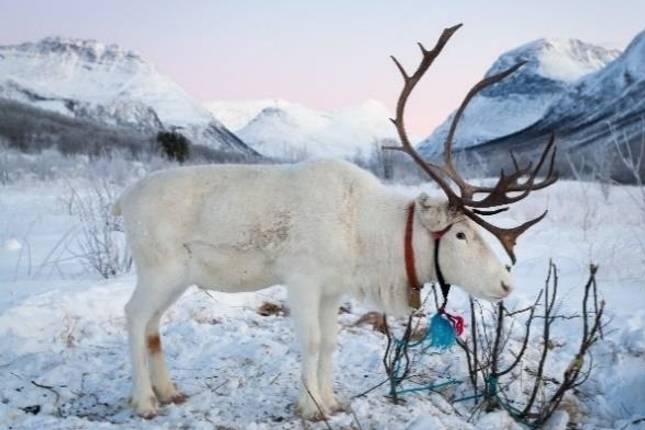 Polar Nights in Northern Norway - 5 days