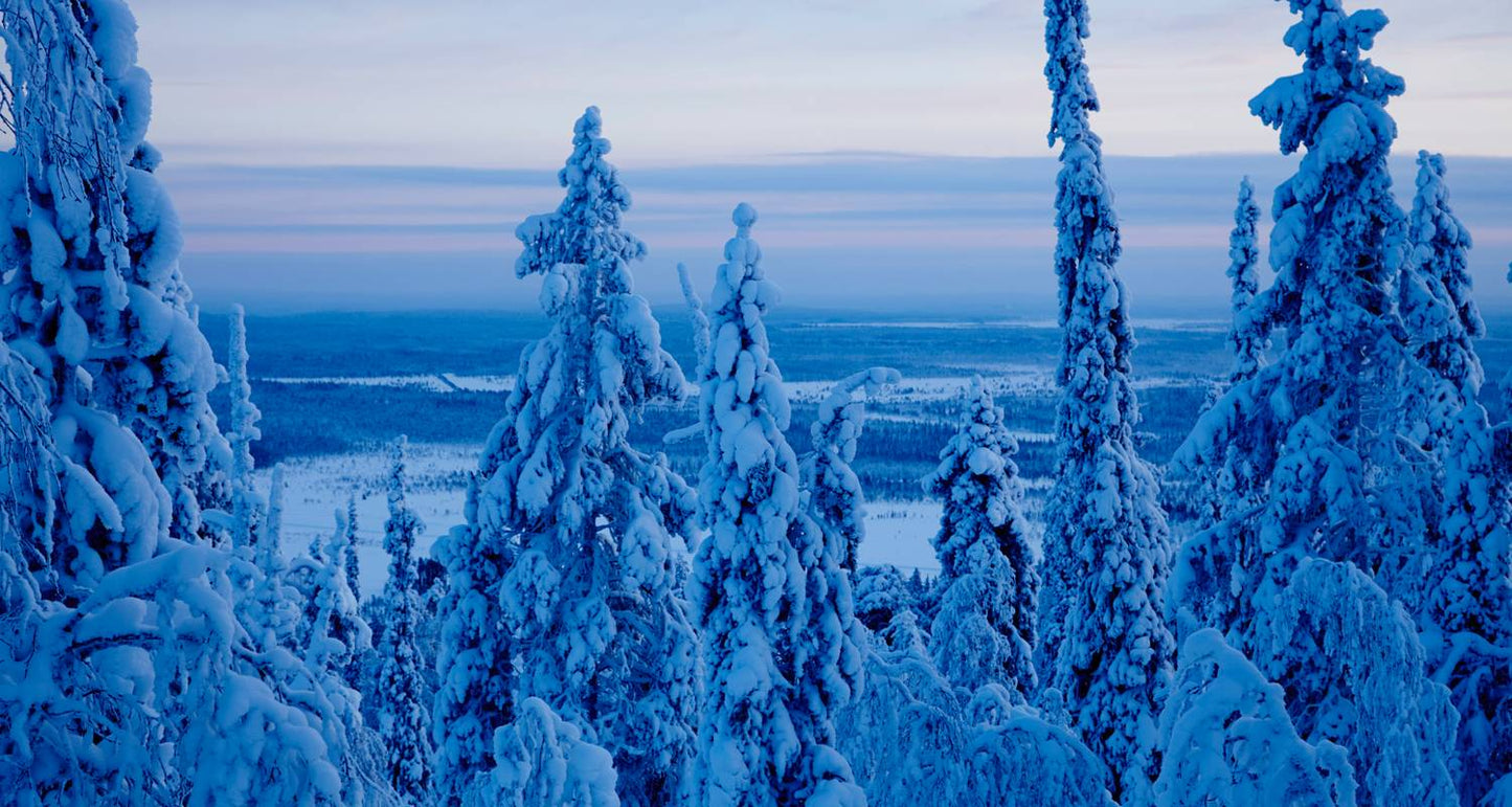 Rovaniemi Winter Experience