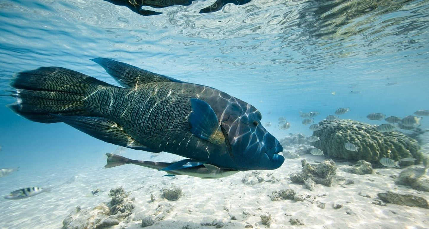 Simply Mauritius, Private Tour