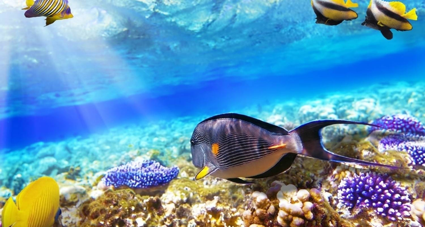 Five-Night Honeymoon Getaway in Sharm El Sheikh, Egypt's Red Sea