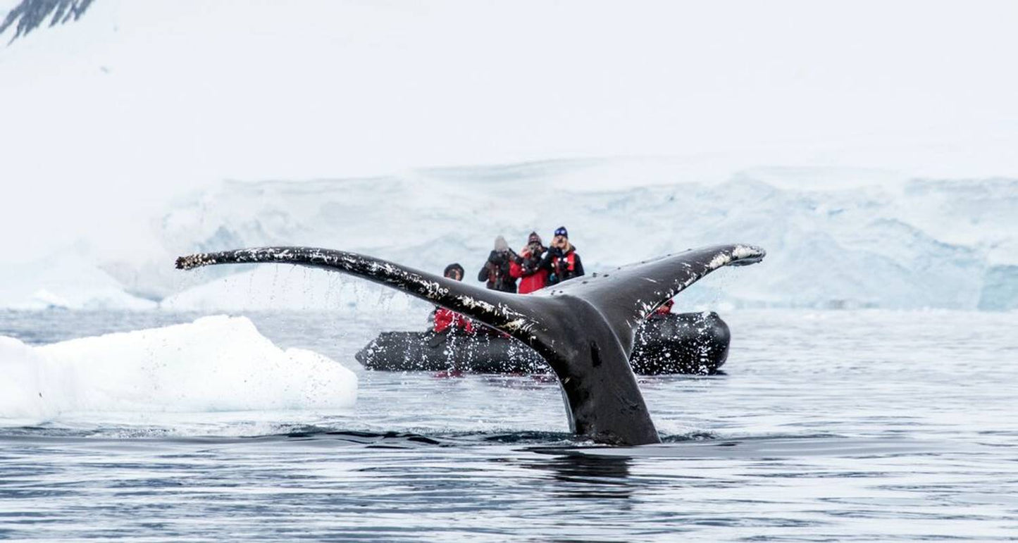 Best of Antarctica: Whale Journey (12 destinations)
