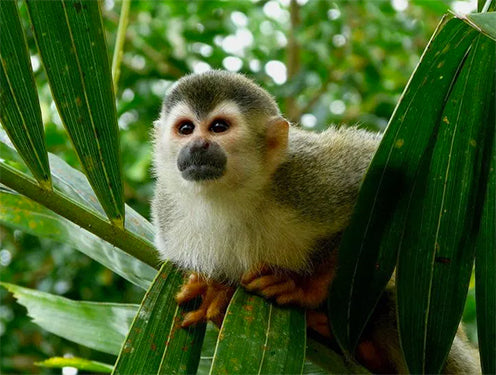 Costa Rica: Luxury Eco-Adventure