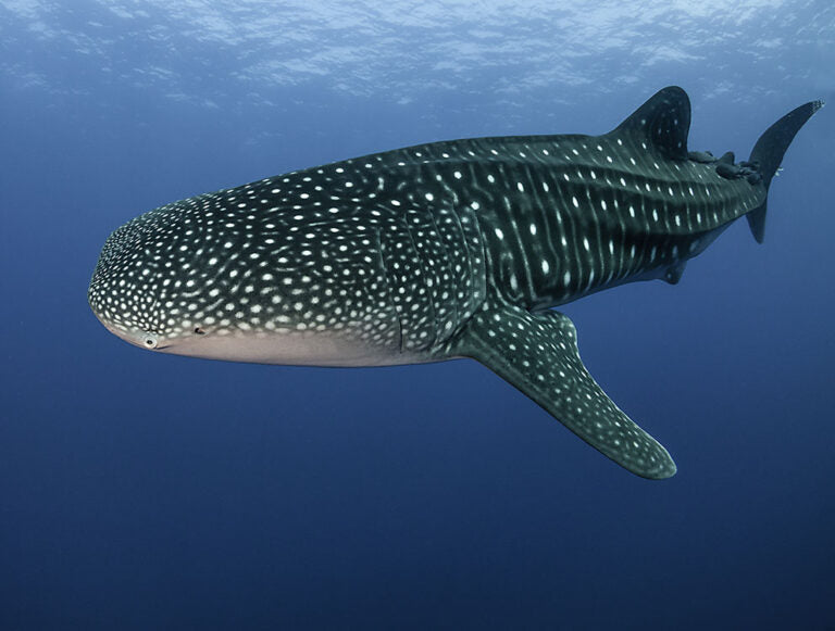 Baja: Ocean Safari