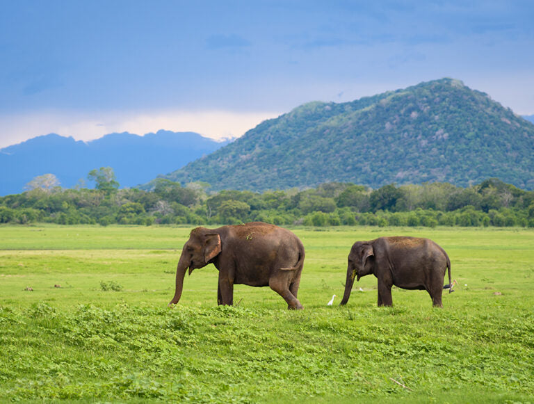 Sri Lanka: Wildlife Adventure