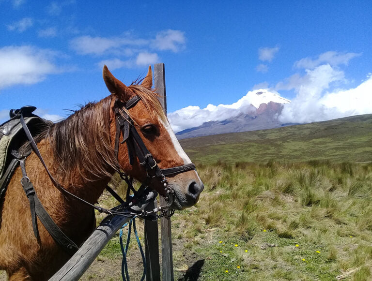 Ecuador: Family Digital Detox Adventure