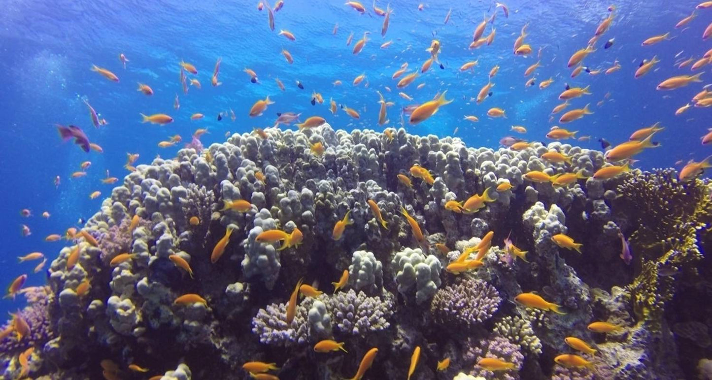 Five-Night Honeymoon Getaway in Sharm El Sheikh, Egypt's Red Sea