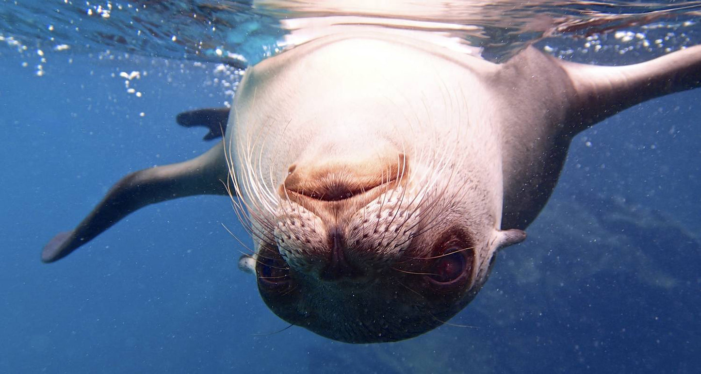 Galápagos Multisport