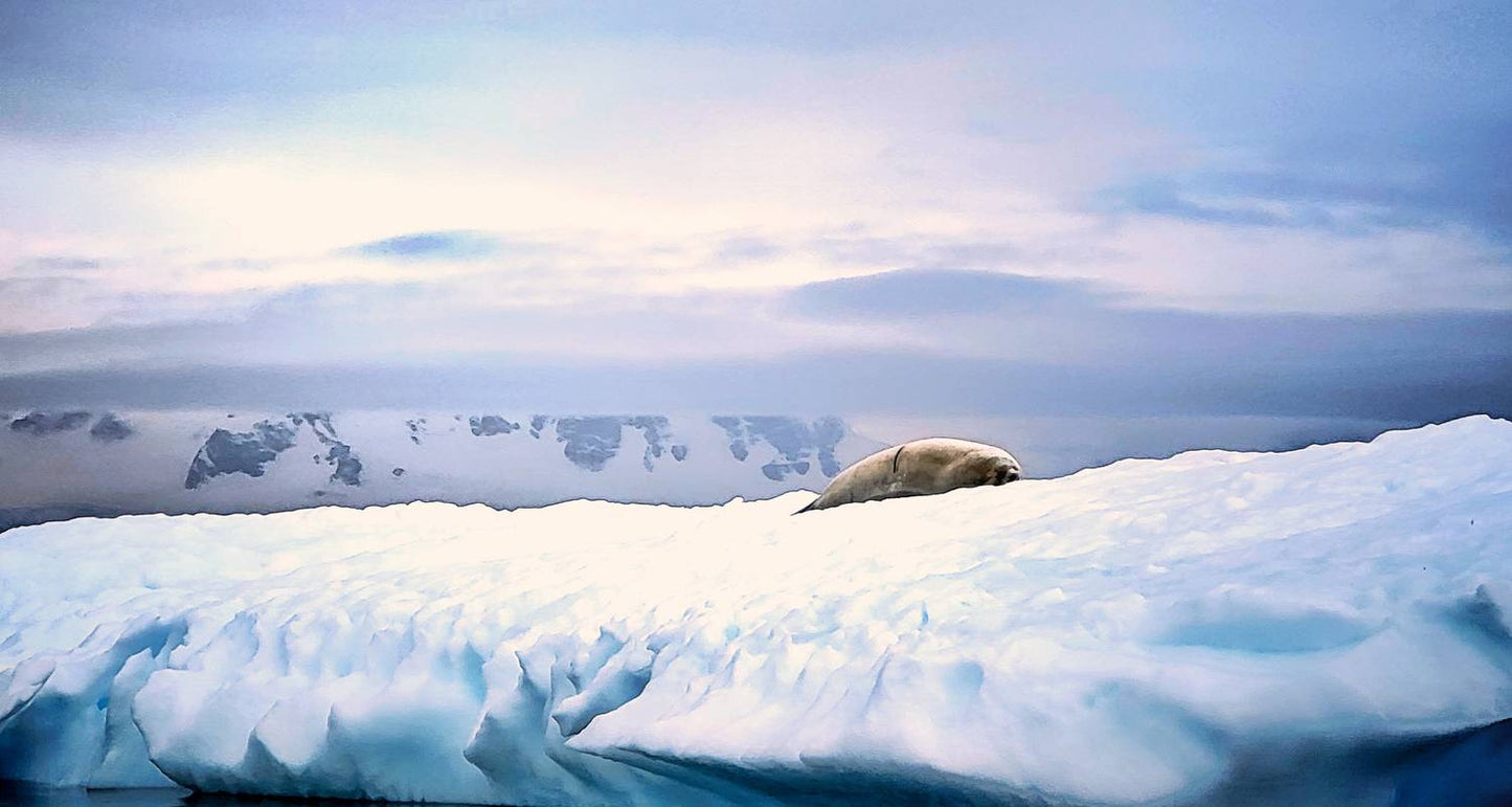 Antarctica Classic