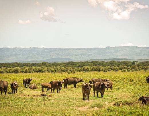 Wild Kenya: Nairobi, Maasai Mara, Amboseli & Lake Naivasha