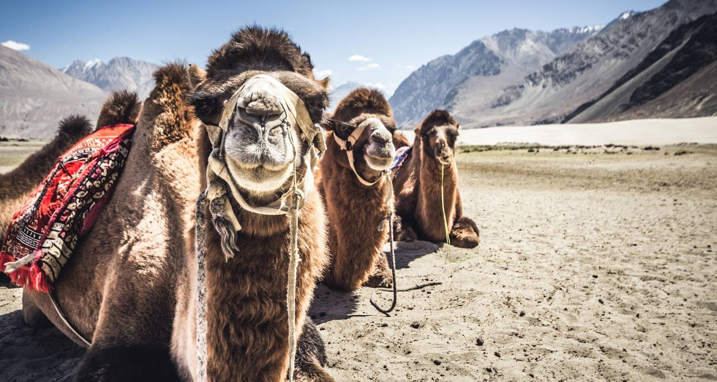 Luxury Leh Ladakh Tour