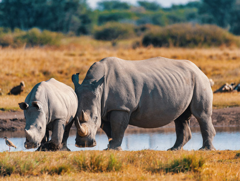Namibia: Ultimate Honeymoon