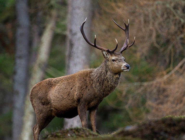 Scotland: Family Adventure