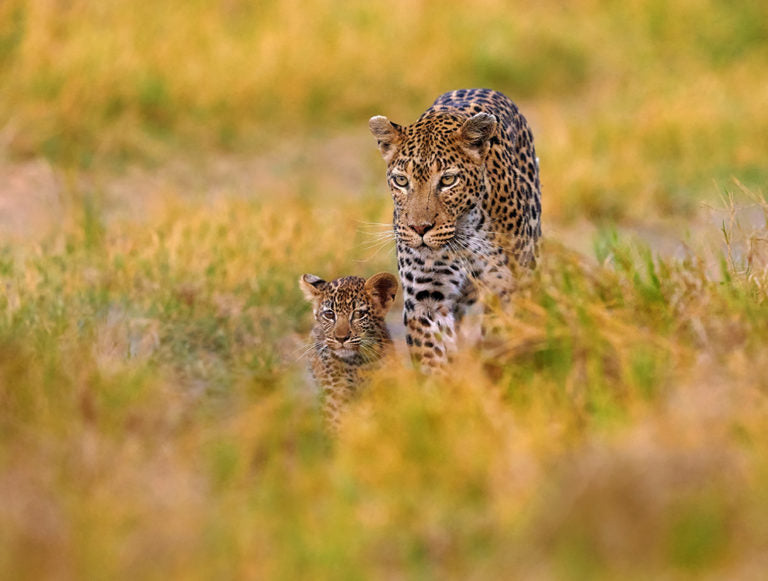 Botswana, Zambia, and Zimbabwe Adventure